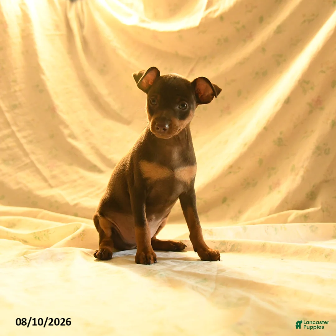 Miniature Pinscher dogs for sale: Ralph - Ad 3