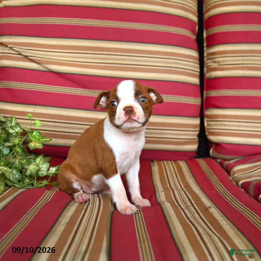 Boston Terrier dogs Ruth - Ad 2