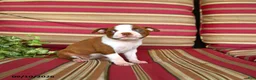 Boston Terrier dogs for sale: Ruth - Ad 2