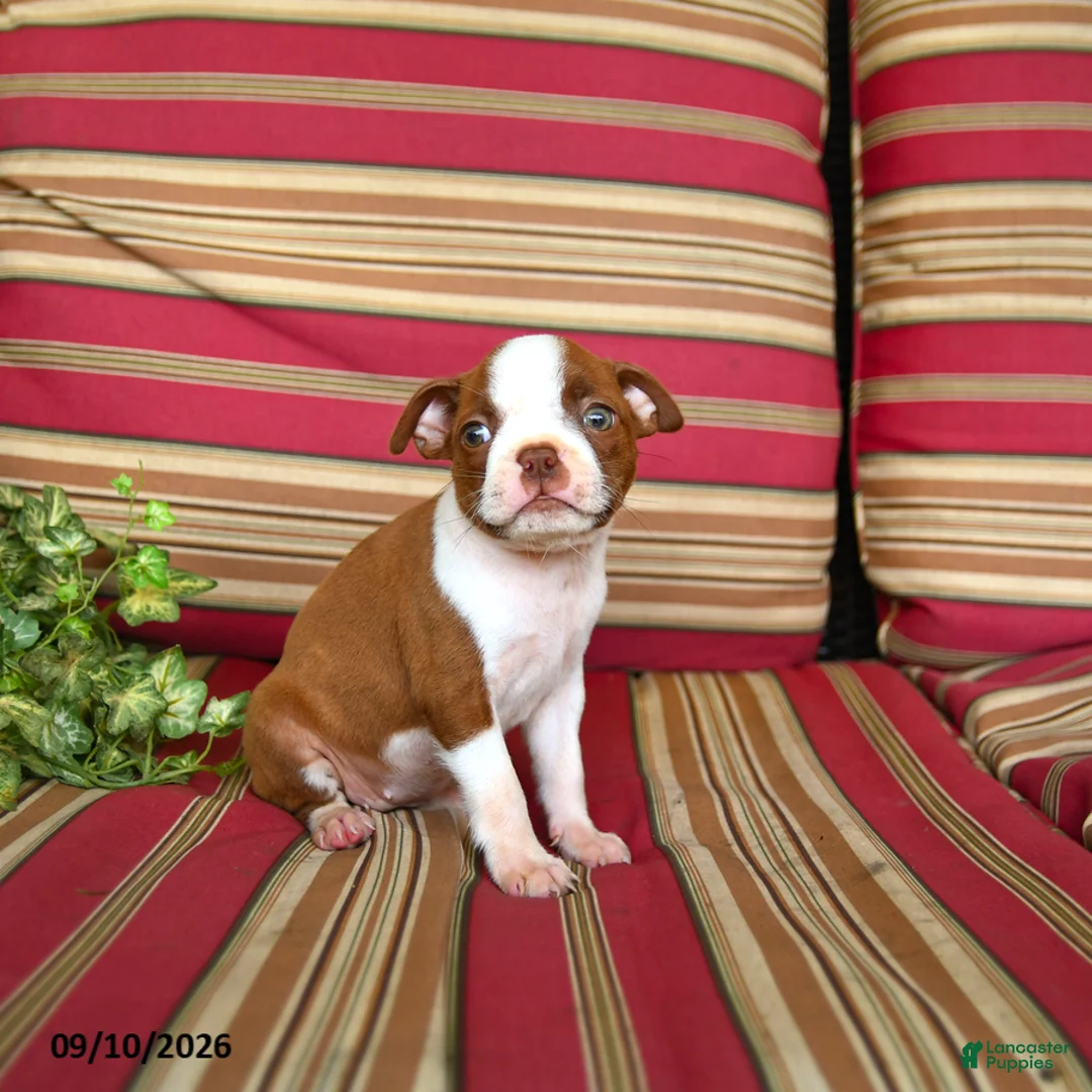 Boston Terrier dogs for sale: Ruth - Ad 2