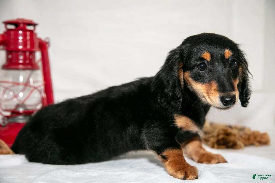 Miniature Dachshund dogs for sale: Angel - Ad 1