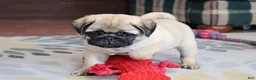 Pug dogs for sale: Garth - Ad 5