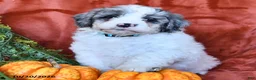 Aussiedoodle dogs for sale: Ace  - Ad 4