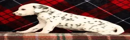 Dalmatian dogs for sale: Daisy - Ad 3