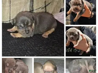 American Bully dogs for sale: American Bully Puppy 3 - Ad 2