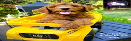 Goldendoodle dogs for sale: Trickster - Ad 4