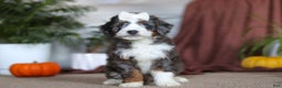 Mini Bernedoodle dogs for sale: Lucy - Ad 1