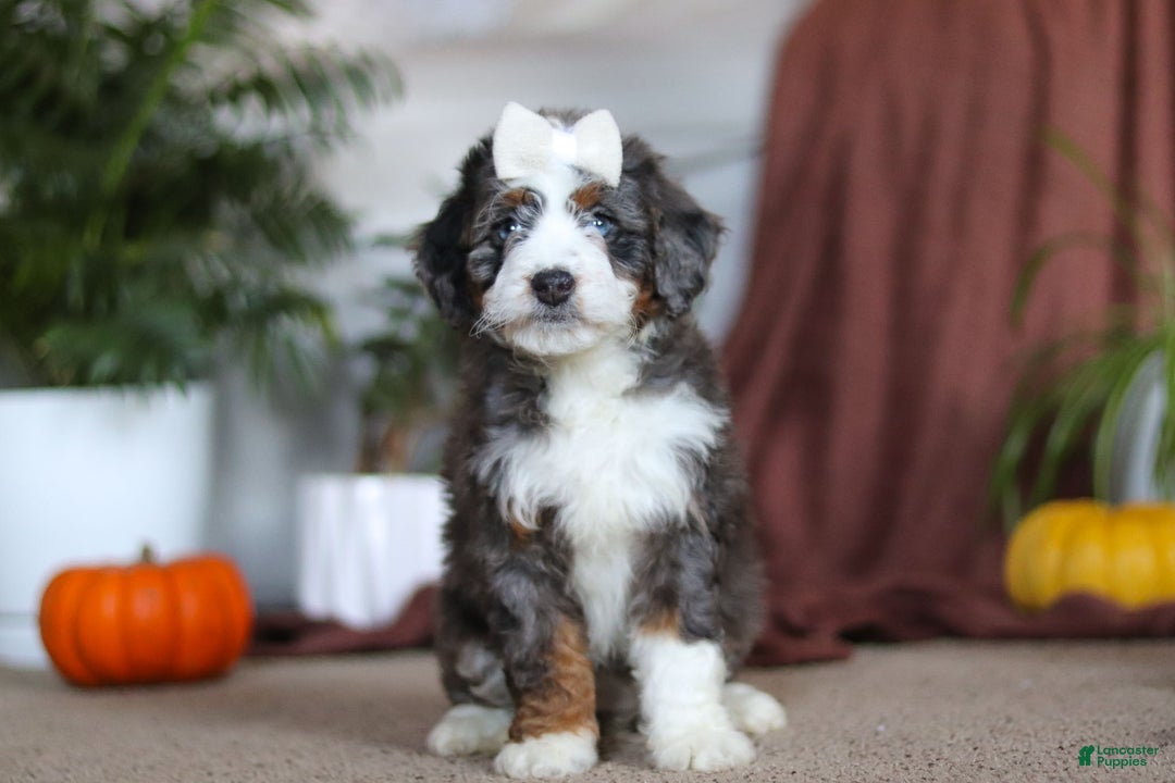 Mini Bernedoodle dogs for sale: Lucy - Ad 1