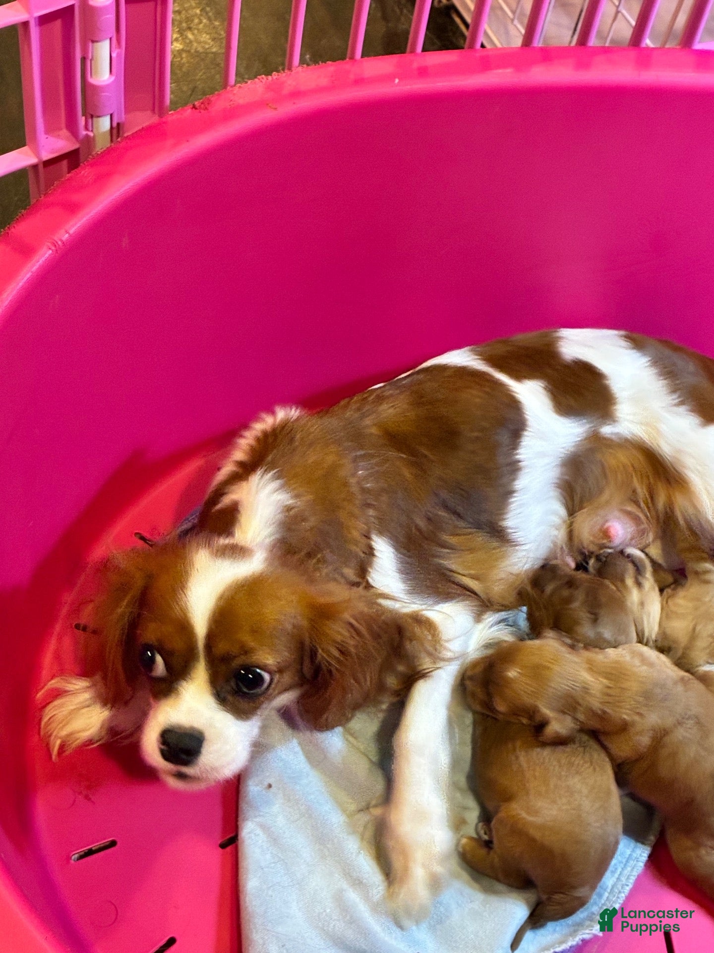 Cavachon dogs Cavachon 1 - Ad 2