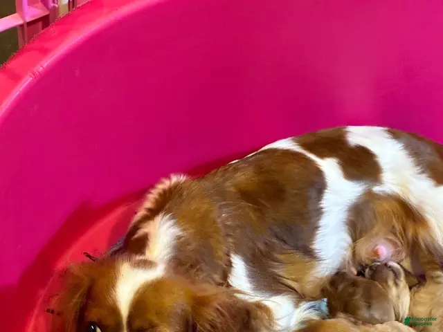 Cavachon dogs for sale: Cavachon 3 - Ad 2