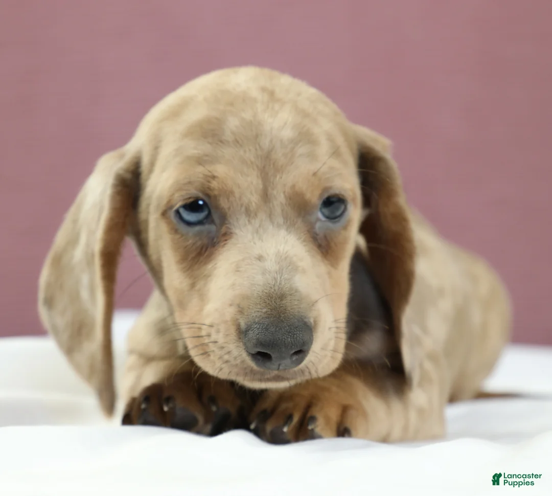 Miniature Dachshund dogs for sale: Sterling 🤍 - Ad 2