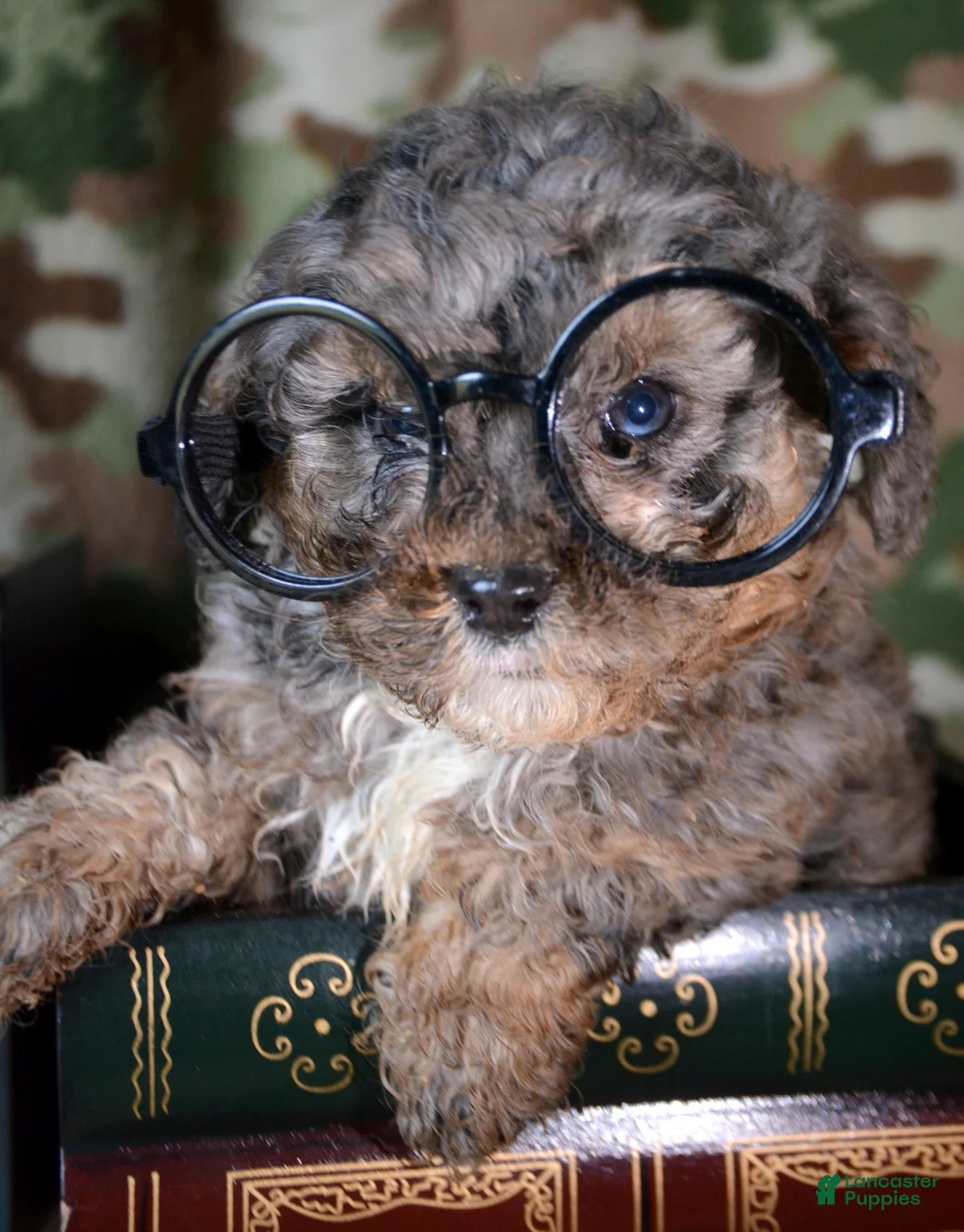 Mini Bernedoodle dogs for sale: Micro Bernedoodle Puppy 1 Bennett - Ad 1