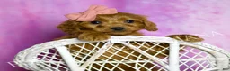 Cavapoo dogs for sale: Sunflower Adorable F1B Champion Line Cavapoo - Ad 4
