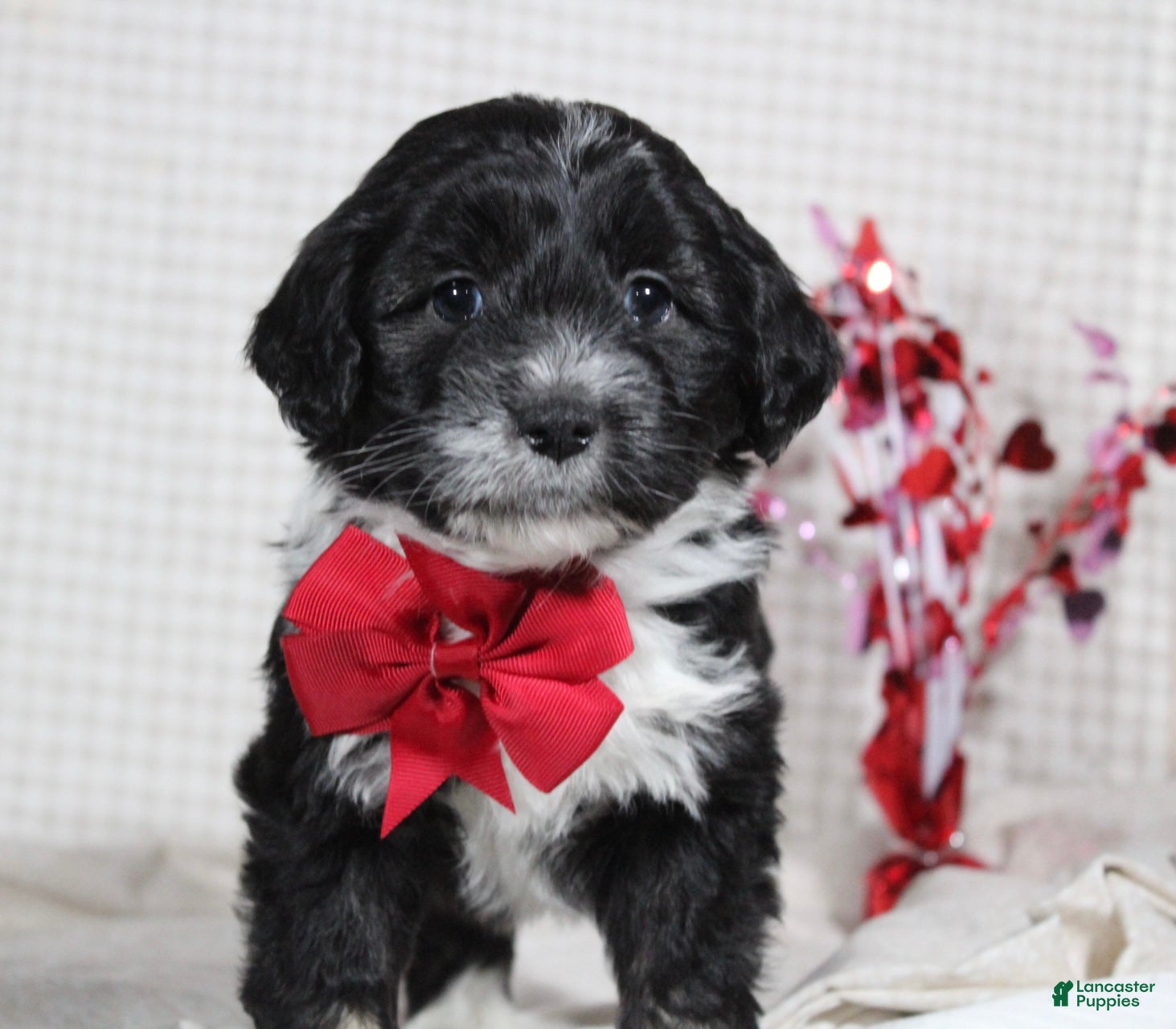 Mini Aussiedoodle dogs Ollie - Ad 18