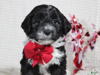 Mini Aussiedoodle dogs Ollie - Ad 3