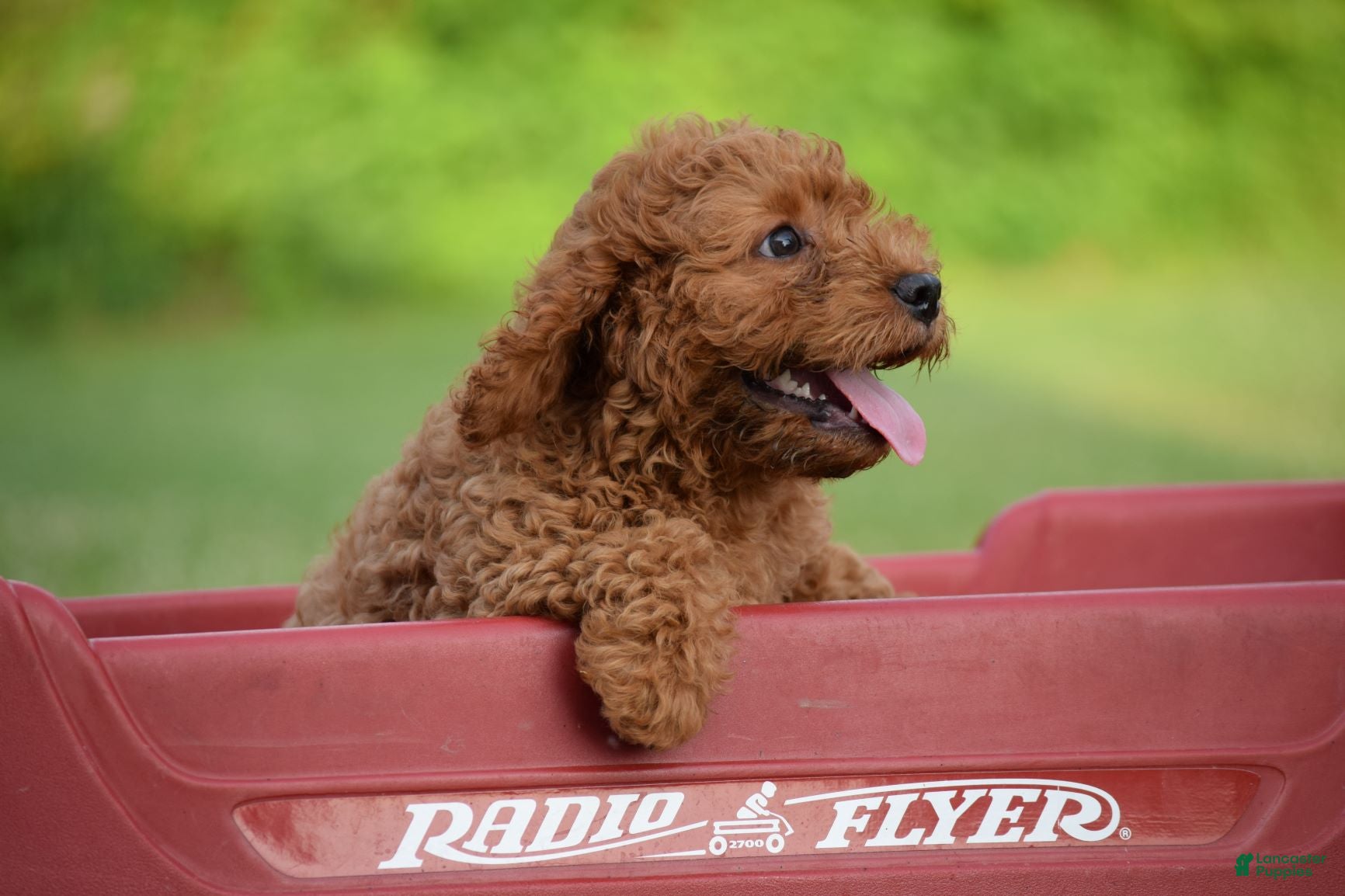 Cavapoo dogs for sale: Dandy - Ad 1
