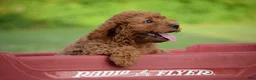 Cavapoo dogs for sale: Dandy - Ad 1