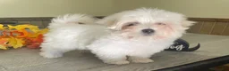 Maltese dogs for sale: Mischief - Ad 1