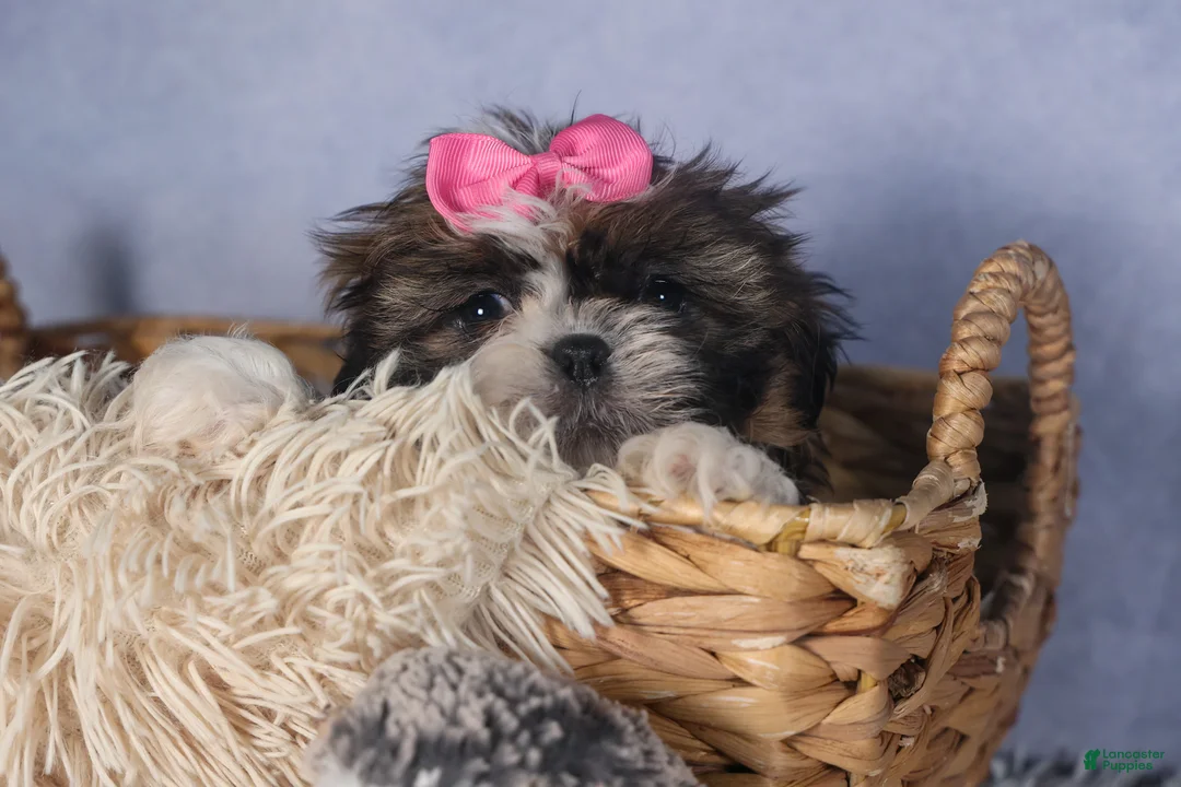 Shih Tzu dogs for sale: JENA - Ad 13