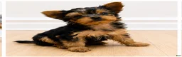 Yorkshire Terrier dogs for sale: Yorkshire Terrier Puppy 1 - Ad 1