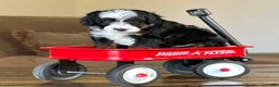Mixed Breed dogs for sale: Tricolor Micro Bernedoodle - Ad 5