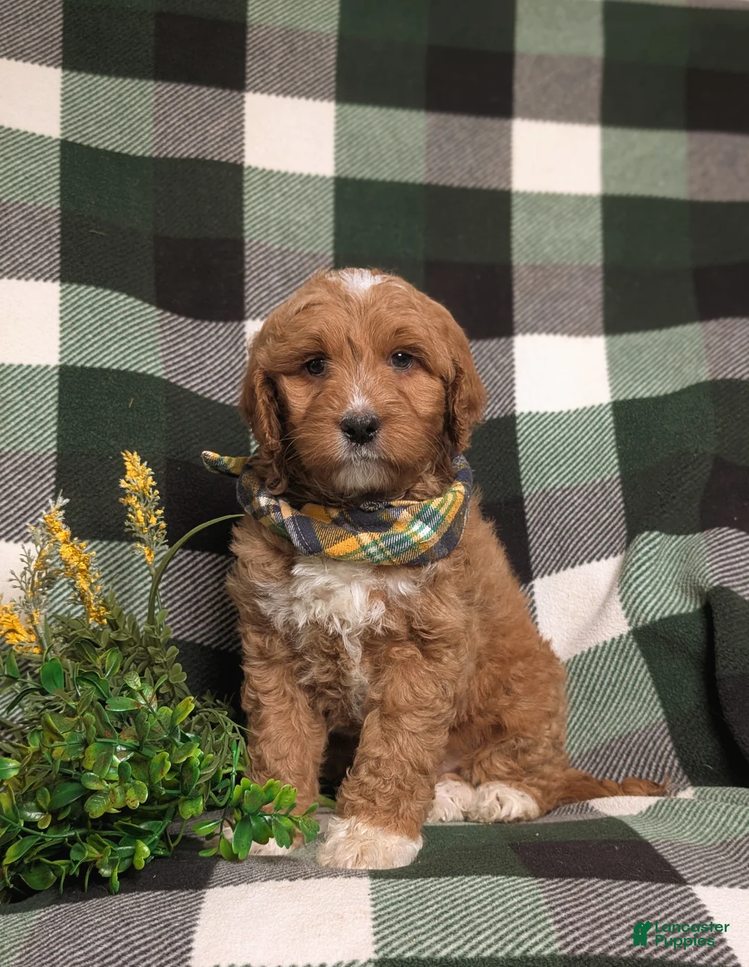 Goldendoodle dogs for sale: Finn Hypoallergenic - Ad 1