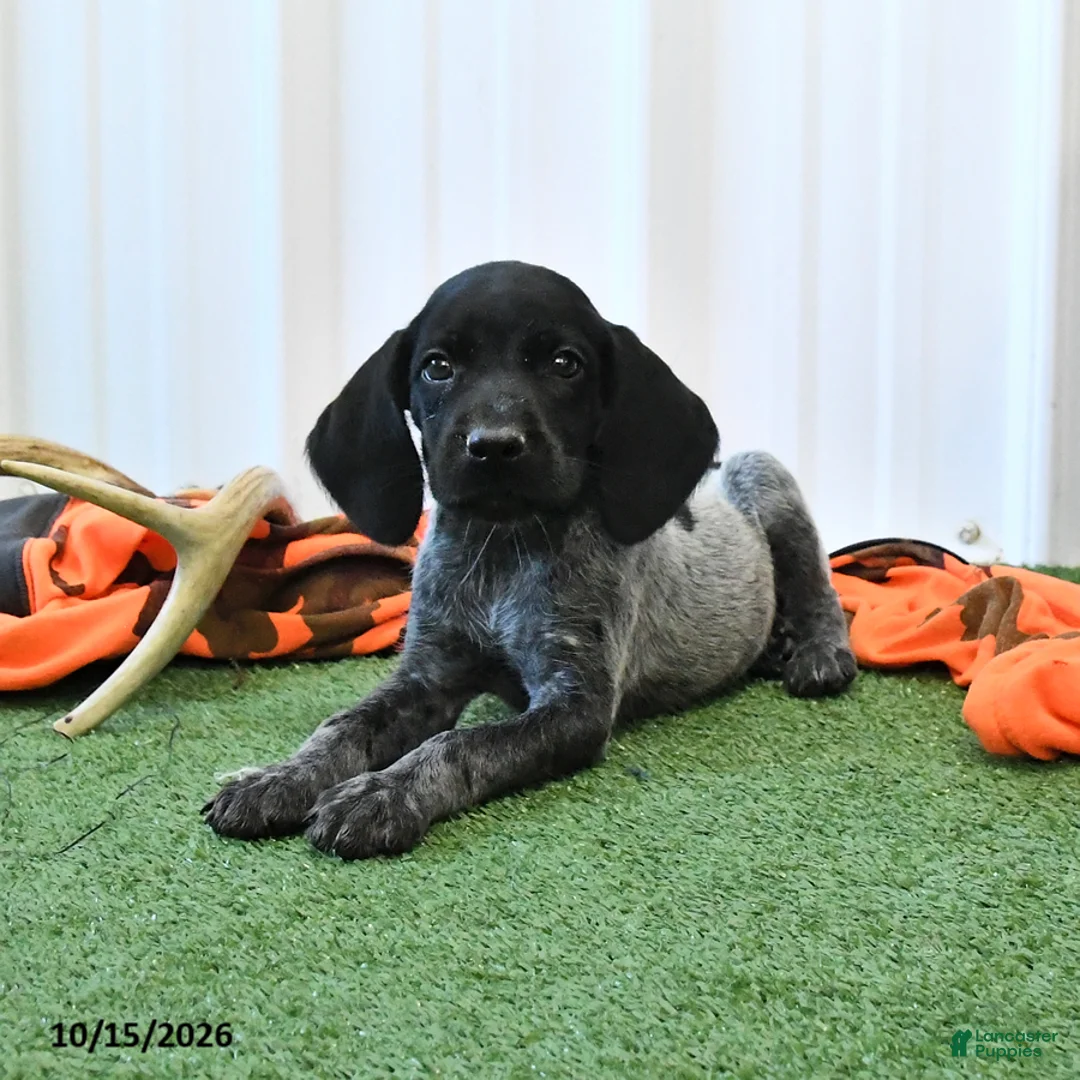 German Shorthaired Pointer dogs for sale: Lightning - Ad 1