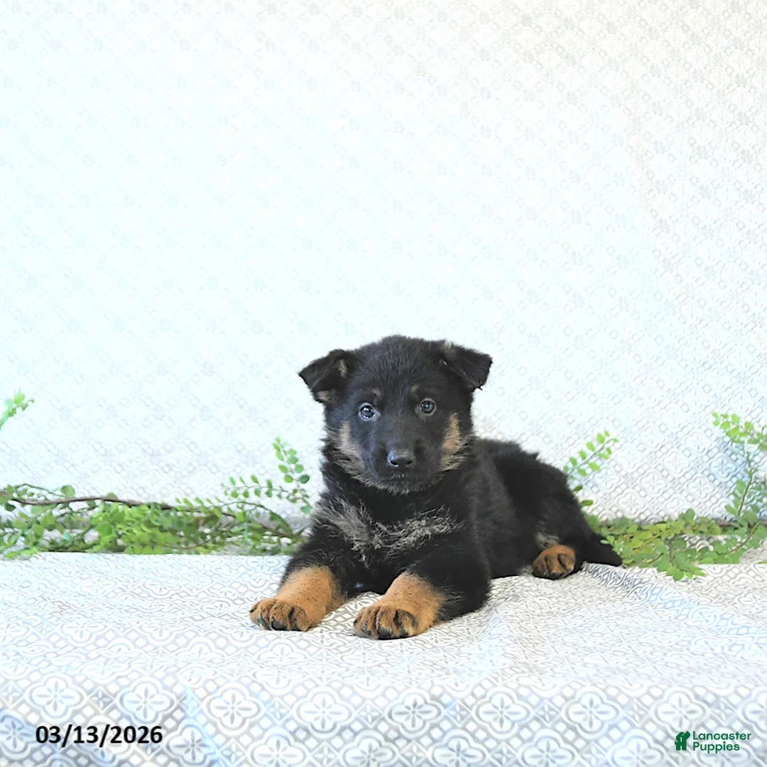 German Shepherd dogs for sale: Moose - Ad 2