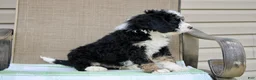 Mini Bernedoodle dogs for sale: Parker - Ad 21