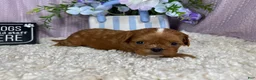 Cavapoo dogs for sale: Cavapoo 3 - Ad 3