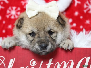 Shiba Inu dogs Coniac - Ad 4