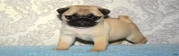 Pug dogs for sale: Pug Puppy 2 - Ad 4