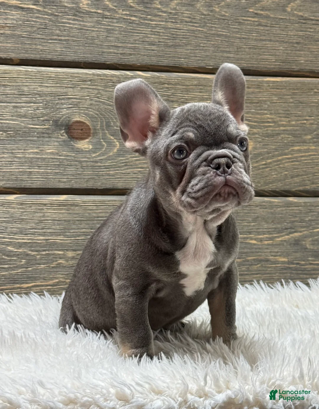 French Bulldog dogs for sale: Tesla - Ad 2