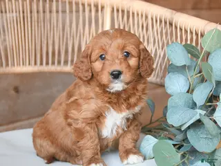 Mini Bernedoodle dogs for sale: Magnolia - Ad 3