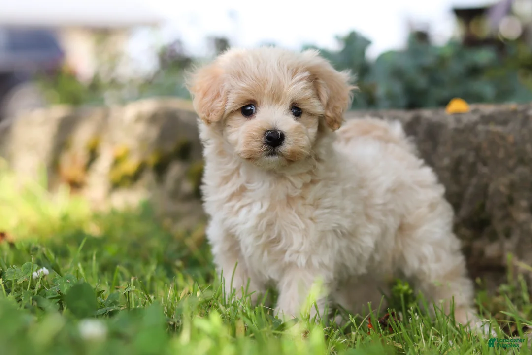 Maltipoo dogs for sale: Piper - Ad 1