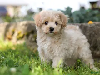 Maltipoo dogs for sale: Piper - Ad 2