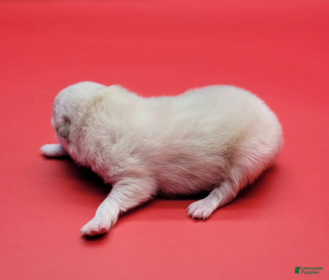 Pomeranian dogs for sale: Pomeranian Puppy 1 - Ad 2