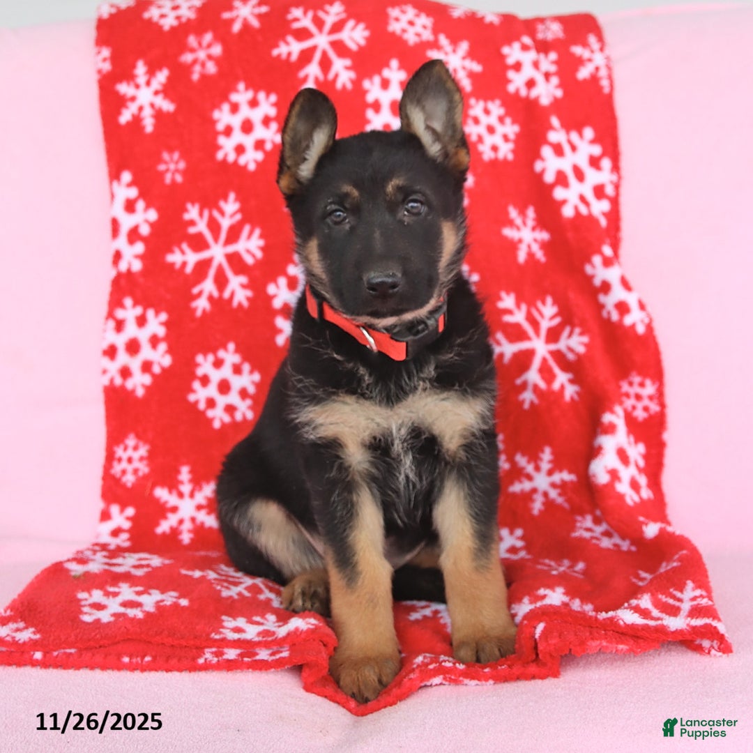 German Shepherd dogs for sale: Cindy - Ad 2