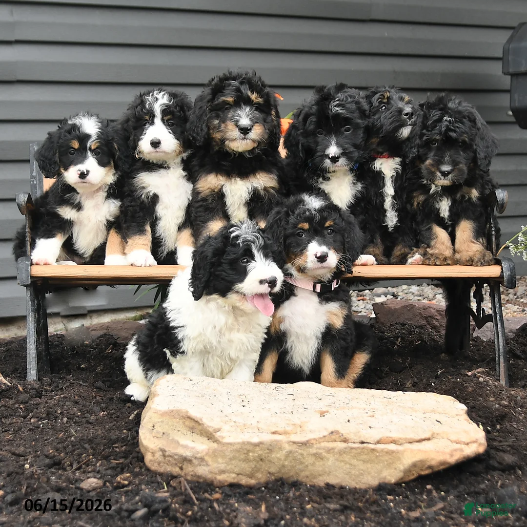 Bernedoodle dogs for sale: Nick  - Ad 3