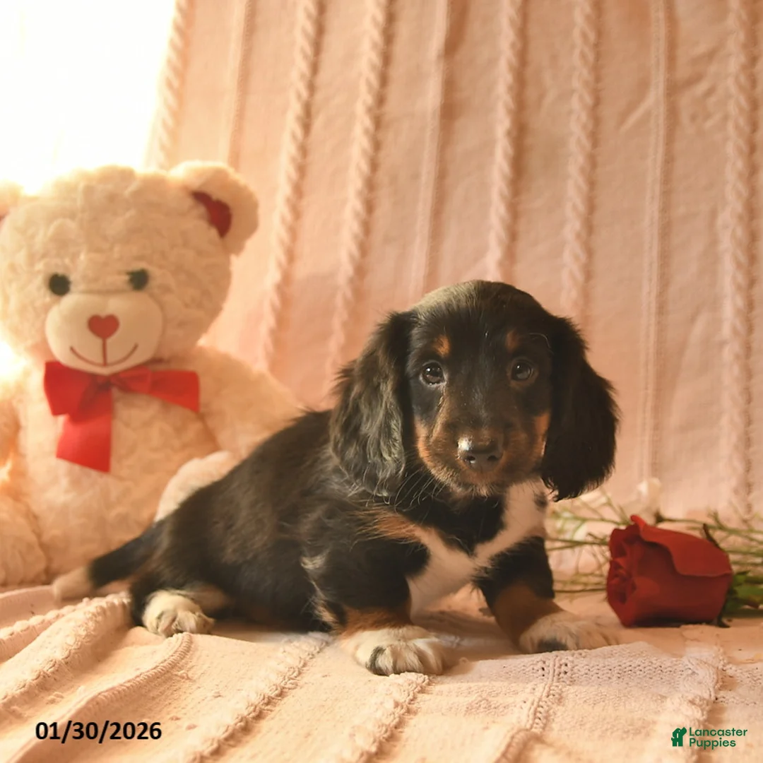 Miniature Dachshund dogs for sale: Jarvis  - Ad 2
