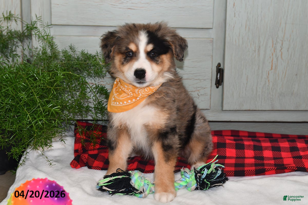 Australian Shepherd dogs Luke - Ad 1