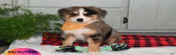 Australian Shepherd dogs for sale: Luke - Ad 7
