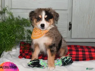 Australian Shepherd dogs for sale: Luke - Ad 2