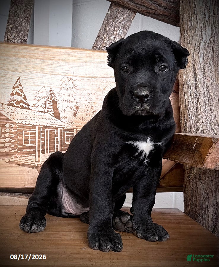 Cane Corso dogs Shadow - Ad 2