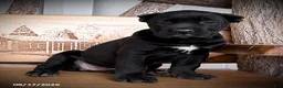 Cane Corso dogs for sale: Shadow - Ad 2