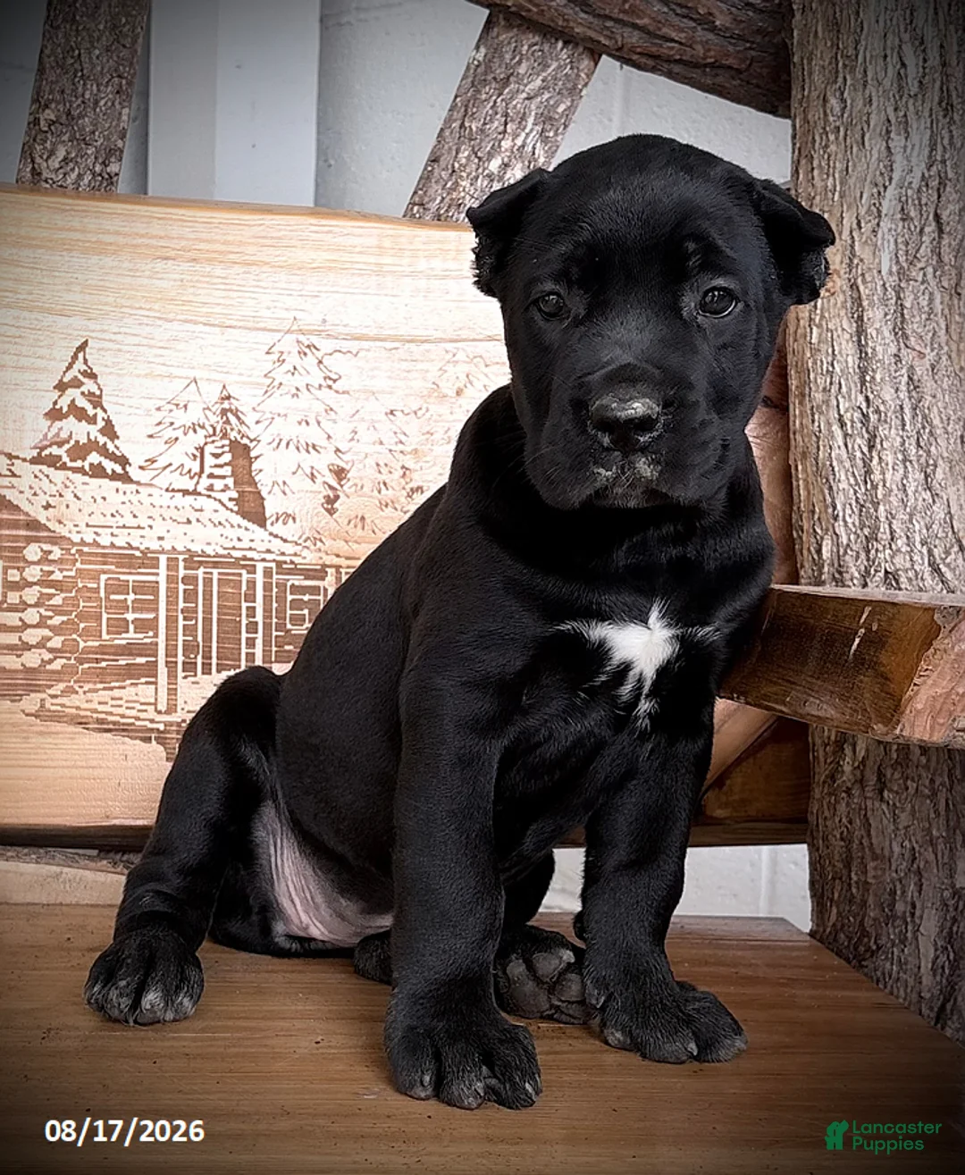 Cane Corso dogs for sale: Shadow - Ad 2