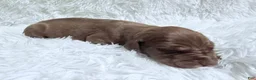 Great Dane dogs for sale: Espresso - Ad 4
