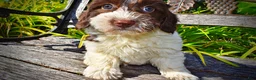 Havapoo dogs for sale: Bubbles - Ad 7