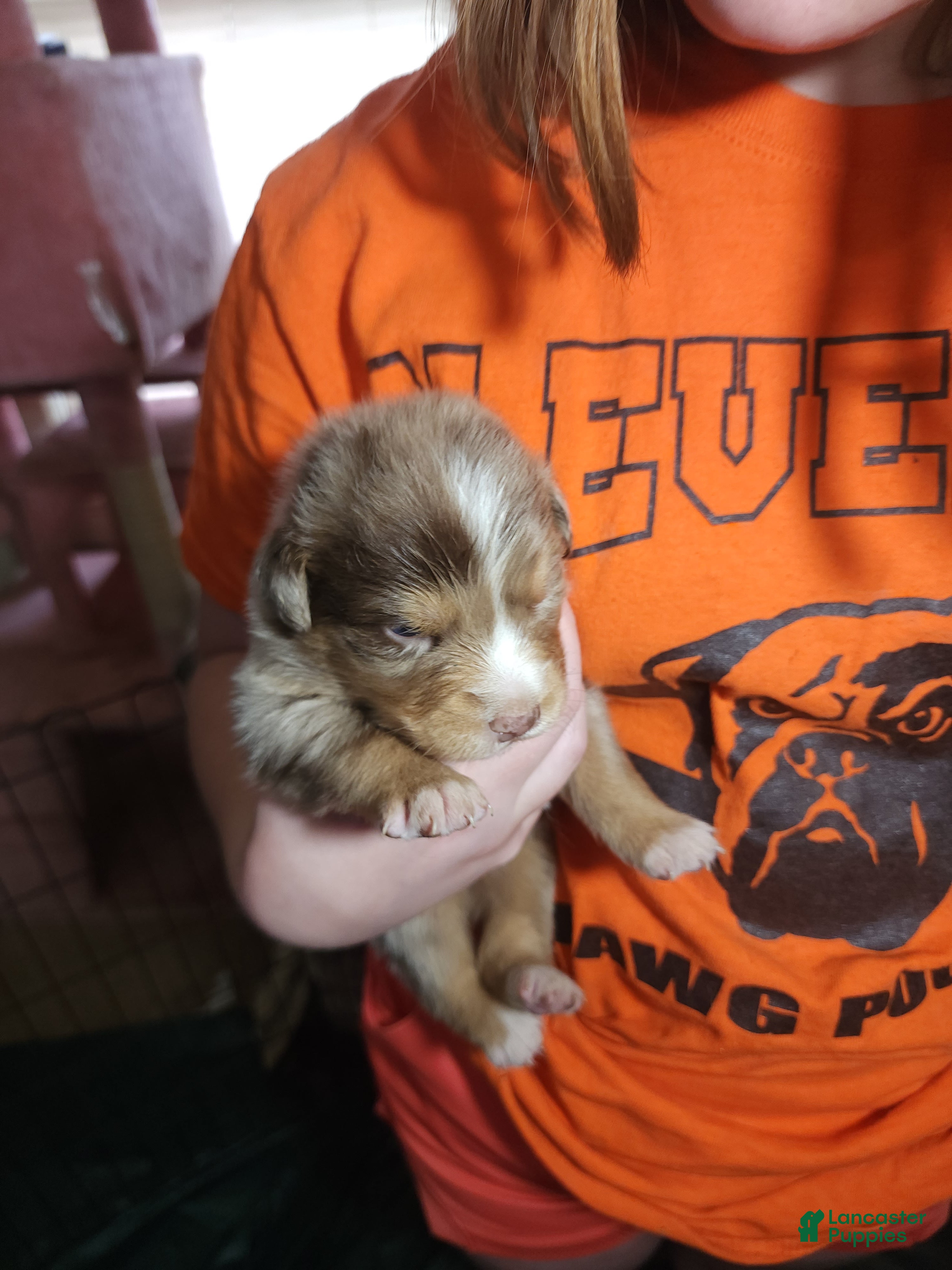 Australian Shepherd dogs Australian Shepherd Red Merle Male 2 - Ad 1
