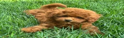 Miniature Poodle dogs for sale: Tank - Ad 1